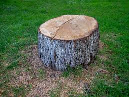 Best Tree Risk Assessment  in West Bishop, CA