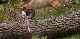 Trusted West Bishop, CA Tree Services Experts