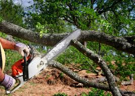 Best Arborist Consultation Services  in West Bishop, CA