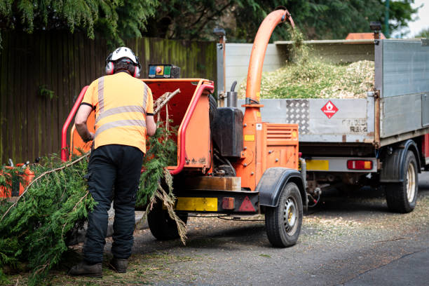 Best Lawn Renovation and Restoration  in West Bishop, CA