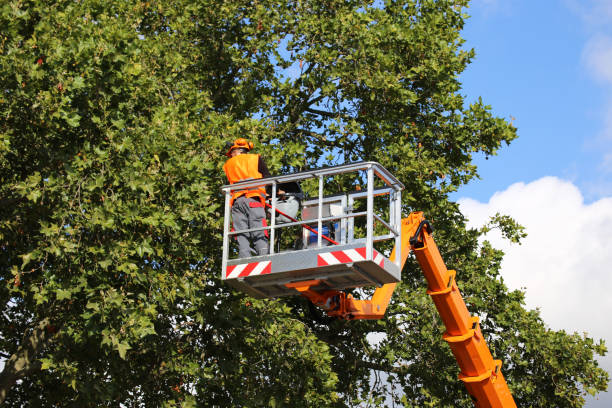 How Our Tree Care Process Works  in  West Bishop, CA