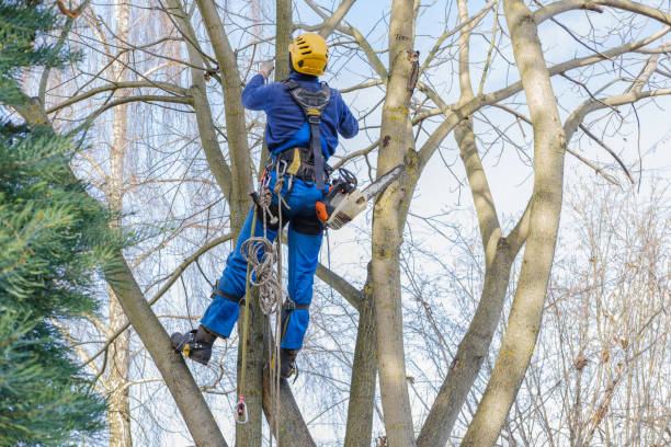 Best Fruit Tree Pruning  in West Bishop, CA